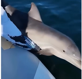 V1505002 This dolphin needed help!  (Part 2)