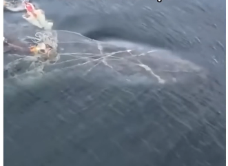 V1505003 This shark needed help! (Part 2)