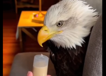 V1505007_I found an eagle in the forest🦅❤️  (Part 2)