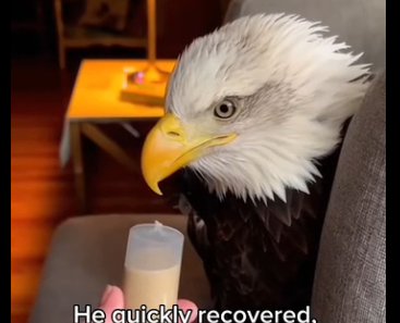 V1505007_I found an eagle in the forest🦅❤️  (Part 2)