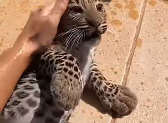 S1605004_I froze when I saw a tiny leopard cub drowning in my cub and then… (Part 2)