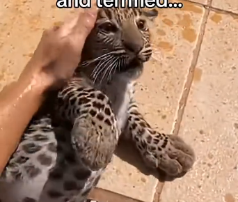 S1605004_I froze when I saw a tiny leopard cub drowning in my cub and then… (Part 2)