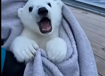 S1605001_A polar bear mother threw her cub onto the rescue boat ans then…  (FULL)
