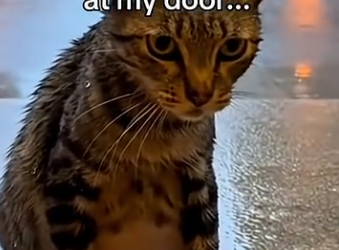 S1405005_One day, I found this pregnant cat at my door and then…  (FULL)