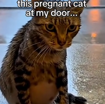 S1405005_One day, I found this pregnant cat at my door and then…  (FULL)