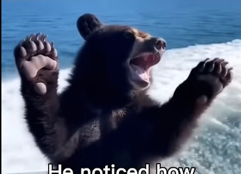 V1505011_Bears Love Boats Too 😅  (Part 2)