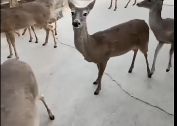 V1505001 This deer needed help💕 (Part 2)