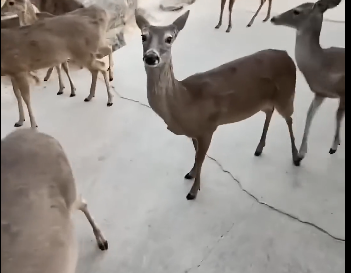 V1505001 This deer needed help💕 (Part 2)