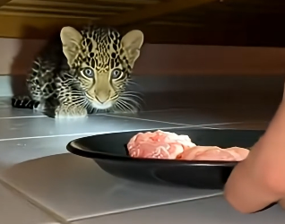 G1805001 This Leopard Cub Was Abandoned… Then an Orange Cat Saved Him  (Part 2)