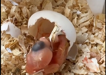 U2905006_I helped a struggling parrot lay its eggs,and then..   (Part 2)