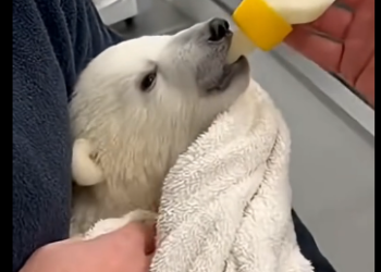 W2905006_A polar bear cried on the antarctic…  (Part 2)