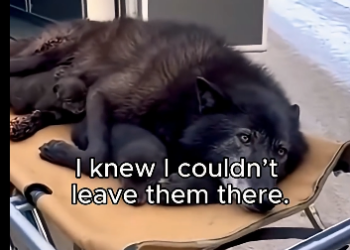 T2905006_Found an Injured Mother Wolf – What Happened Next Changed Everything (Part 2)
