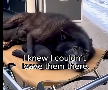 T2905006_Found an Injured Mother Wolf – What Happened Next Changed Everything (Part 2)