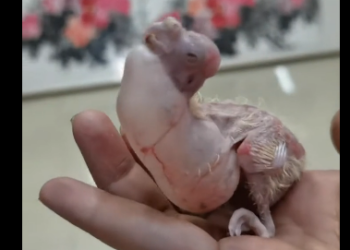R2905001_Rejected Chick Becomes Gorgeous Companion (Part 2)