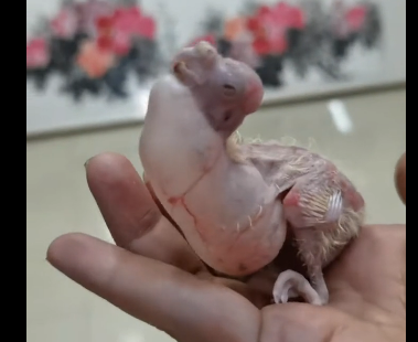 R2905001_Rejected Chick Becomes Gorgeous Companion (Part 2)