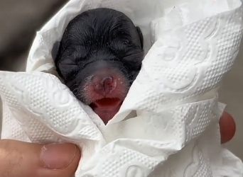 U2905002_A woman found a newborn puppy onthe side of the road, and then..  (Part 2)