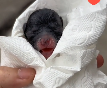 U2905002_A woman found a newborn puppy onthe side of the road, and then..  (Part 2)